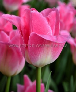 Tulipa Triumph ‘Memphis‘ 12/+ cm. (15 Quality Pkgs.x 6)