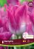 tulipa triumph memphis 12 cm 15 quality pkgsx 6