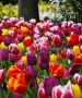 Tulipa Triumph ‘Mix‘ 12/+ cm. (100 Loose p.Binbox)