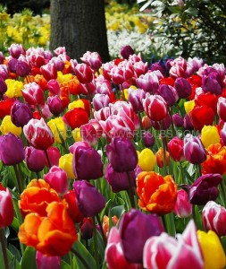 Tulipa Triumph ‘Mix‘ 12/+ cm. (500 Loose p.Plastic Crate)