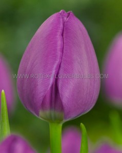 Tulipa Triumph ‘Negrita‘ 12/+ cm. (500 Loose p.Plastic Crate)