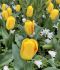 Tulipa Triumph Outbreak 12 cm. 100 Loose p.Binbox