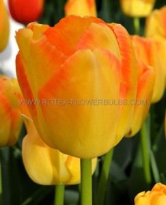 Tulipa Triumph ‘Outbreak‘ 12/+ cm. (100 Loose p.Binbox)