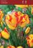 Tulipa Triumph Outbreak 12 cm. 100 Loose p.Binbox