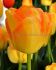 tulipa triumph outbreak 12 cm 15 quality pkgsx 6