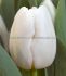 tulipa triumph pim fortuyn 12 cm 500 loose pplastic crate