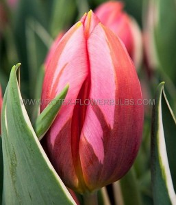 Tulipa Triumph ‘Pretty Princess‘ 12/+ cm. (100 Loose p.Binbox)