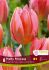 tulipa triumph pretty princess 12 cm 15 pkgsx 6