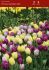 tulipa triumph prince garden mix 12 cm 500 loose pplastic crate