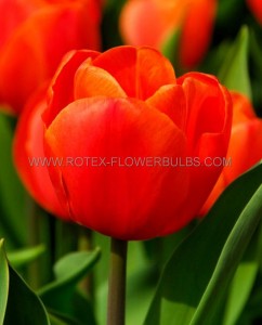 Tulipa Triumph ‘Prins Willem Alexander‘ 12/+ cm. (15 Quality Pkgs.x 6)