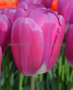Tulipa Triumph ‘Purple Raven‘ 12/+ cm. (100 Loose p.Binbox)