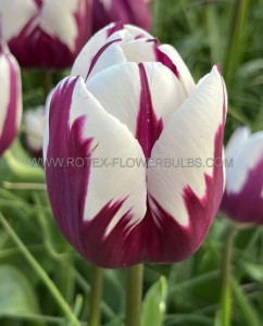 Tulipa Triumph ‘Rem‘s Favourite‘ 12/+ cm. (15 Quality Pkgs.x 6)