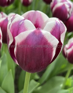 Tulipa Triumph ‘Rimini‘ 12/+ cm. (15 Quality Pkgs.x 6)