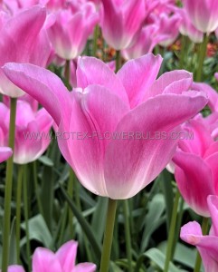 Tulipa Triumph ‘Royal Ten‘ 12/+ cm. (100 Loose p.Binbox)