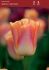 tulipa triumph salmon dynasty 12 100 loose pbinbox