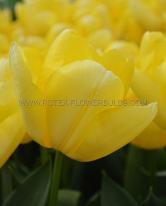 Tulipa Triumph ‘Sandstorm‘ 12/+ cm. (100 Loose p.Binbox)