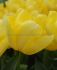 Tulipa Triumph Sandstorm 12 cm. 100 Loose p.Binbox