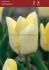 Tulipa Triumph Sandstorm 12 cm. 100 Loose p.Binbox