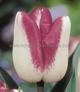 Tulipa Triumph ‘Shiun‘ 12/+ cm. (100 Loose p.Binbox)