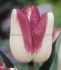Tulipa Triumph Shiun 12 cm. 100 Loose p.Binbox