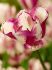 Tulipa Triumph Shiun 12 cm. 100 Loose p.Binbox
