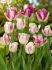 Tulipa Triumph Shiun 12 cm. 100 Loose p.Binbox