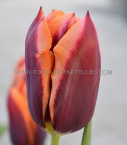 Tulipa Triumph ‘Slawa‘ 12/+ cm. (100 Loose p.Binbox)
