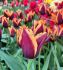 tulipa triumph slawa 12 cm 100 loose pbinbox