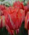 tulipa triumph spryng break 12 cm 15 pkgsx 6