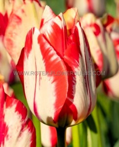 Tulipa Triumph ‘Spryng Rembrandt‘ 12/+ cm. (100 Loose p.Binbox)