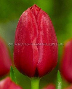 Tulipa Triumph ‘Spryng Tide‘ 12/+ cm. (100 Loose p.Binbox)