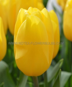Tulipa Triumph ‘Strong Gold‘ 12/+ cm. (100 Loose p.Binbox)