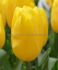 tulipa triumph strong gold 12 cm 500 loose pplastic crate