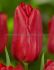 tulipa triumph strong love 12 cm 15 quality pkgsx 6