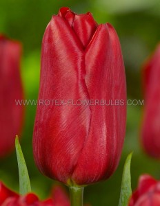 Tulipa Triumph ‘Strong Love‘ 12/+ cm. (15 Quality Pkgs.x 6)