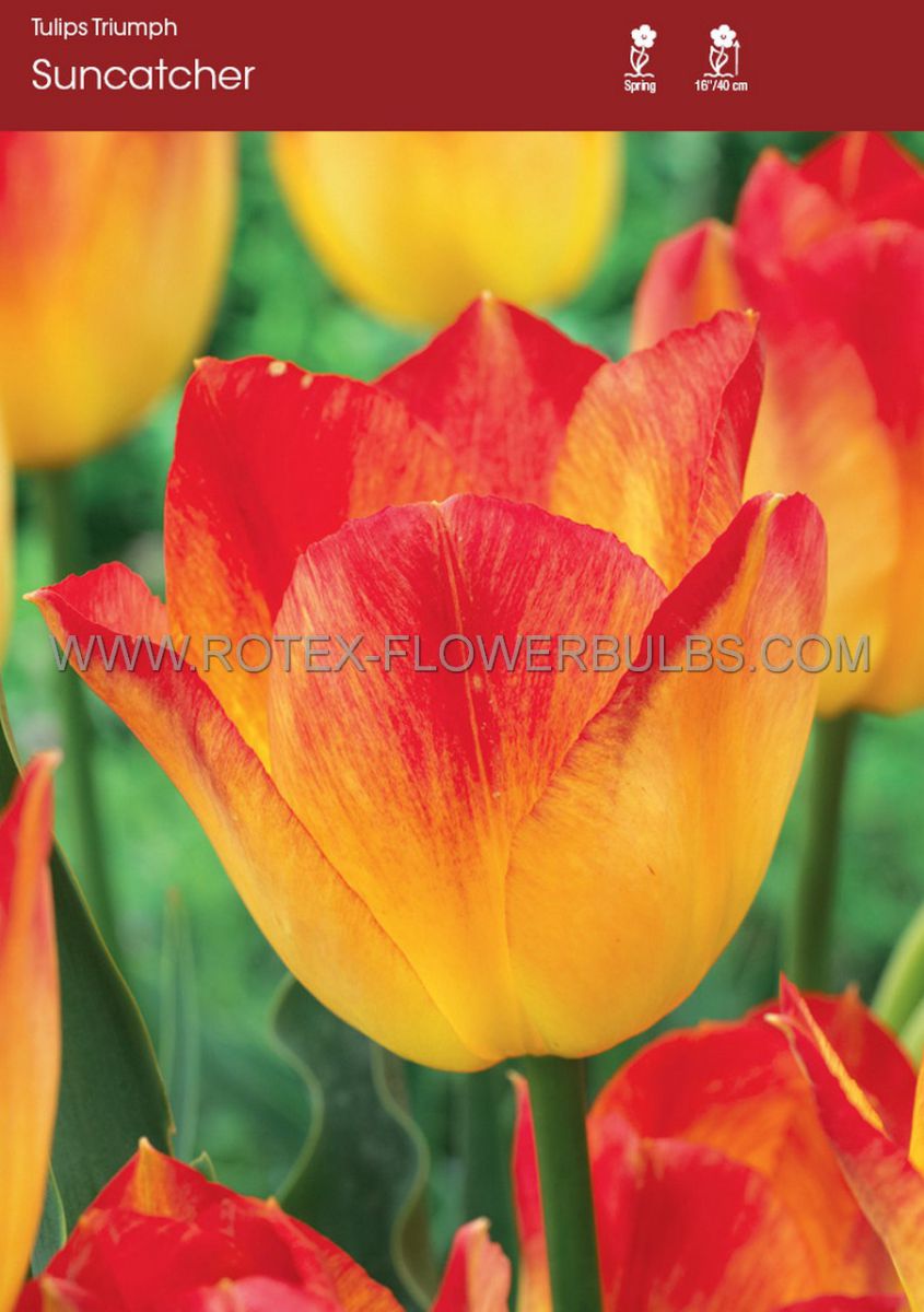tulipa triumph suncatcher 12 cm 100 pbinbox