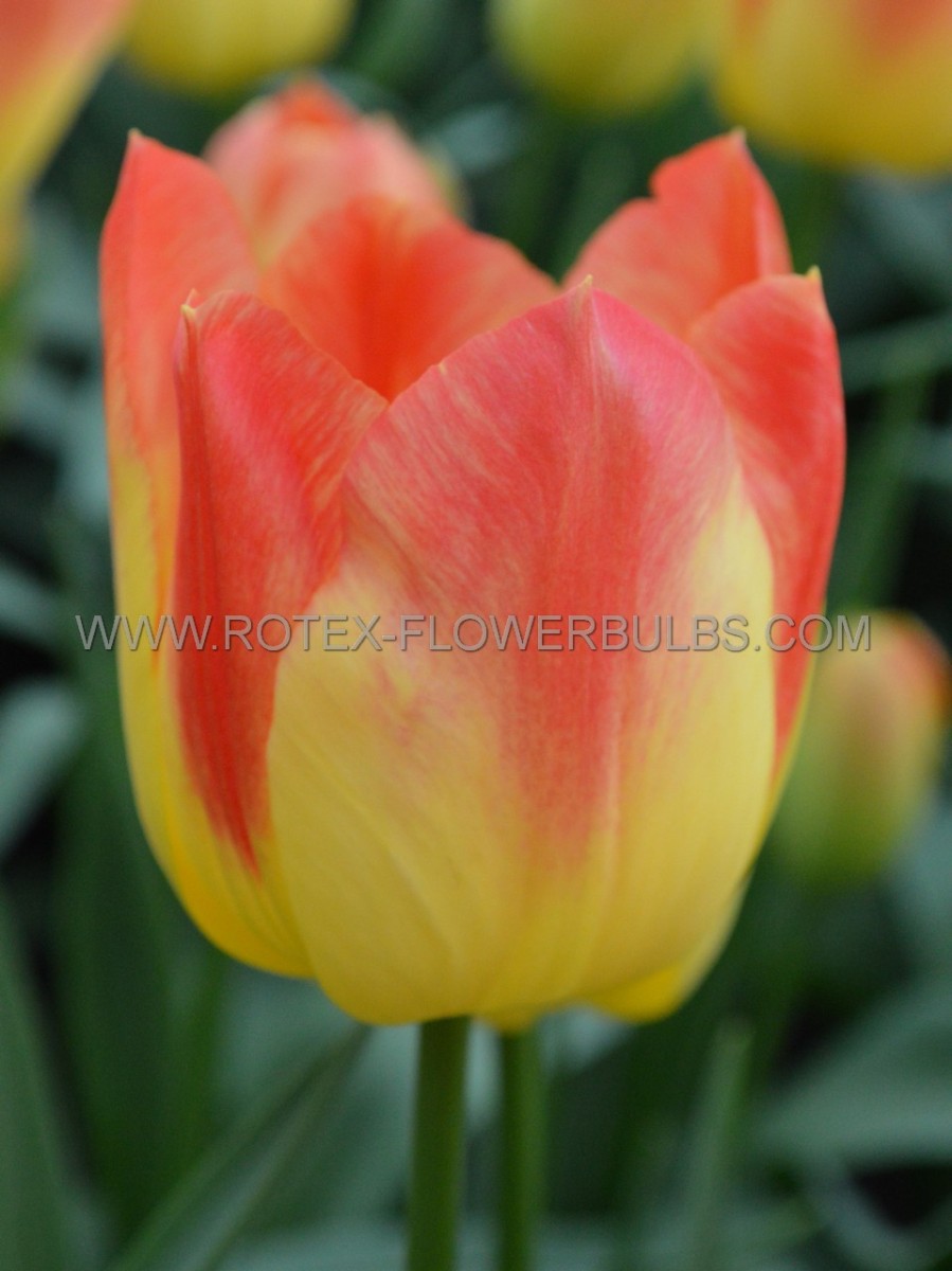 Tulipa Triumph ‘Suncatcher‘ 12/+ cm. (15 Quality Pkgs.x 6)