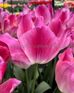 Tulipa Triumph ‘Supri Erotic‘ 12/+ cm. (100 Loose p.Binbox)