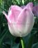 tulipa triumph sweet flag 12 cm 15 quality pkgsx 6