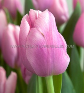 Tulipa Triumph ‘Synaeda Amor‘ 12/+ cm. (100 Loose p.Binbox)