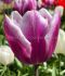 tulipa triumph synaeda blue 12 cm 15 quality pkgsx 6
