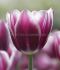 tulipa triumph synaeda blue 12 cm 15 pkgsx 6