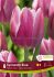 tulipa triumph synaeda blue 12 cm 15 quality pkgsx 6