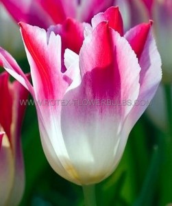 Tulipa Triumph ‘Tender Whisper‘ 12/+ cm. (100 Loose p.Binbox)