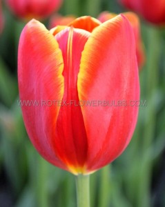 Tulipa Triumph ‘Verandi‘ 12/+ cm. (100 Loose p.Binbox)