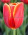 Tulipa Triumph Verandi 12 cm. 100 Loose p.Binbox
