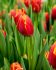 Tulipa Triumph Verandi 12 cm. 100 Loose p.Binbox