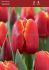 Tulipa Triumph Verandi 12 cm. 100 Loose p.Binbox