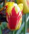 Tulipa Triumph Washington 12 cm. 100 Loose p.Binbox