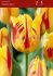 Tulipa Triumph Washington 12 cm. 100 Loose p.Binbox